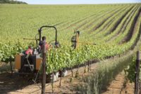 Agriculture: A Hidden Goldmine In Africa