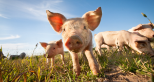 Diseases That Can Be Contracted From Farm Animals