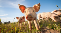 Diseases That Can Be Contracted From Farm Animals