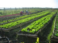 How To Become A Successful Farmer