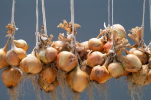 How To Store Onions For Months