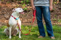 Dog Sports For Your Reactive Dog