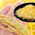 Genetically Modified Food Can Save Lives & Golden Rice Is A Perfect Example