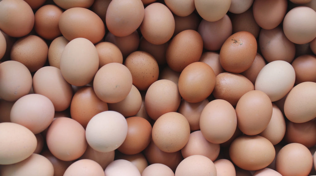 Salmonella And Chicken Eggs How Chickens Get Salmonella
