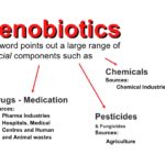 Xenobiotics, Biotransformation, Drug Synergism And The Placebo Effect