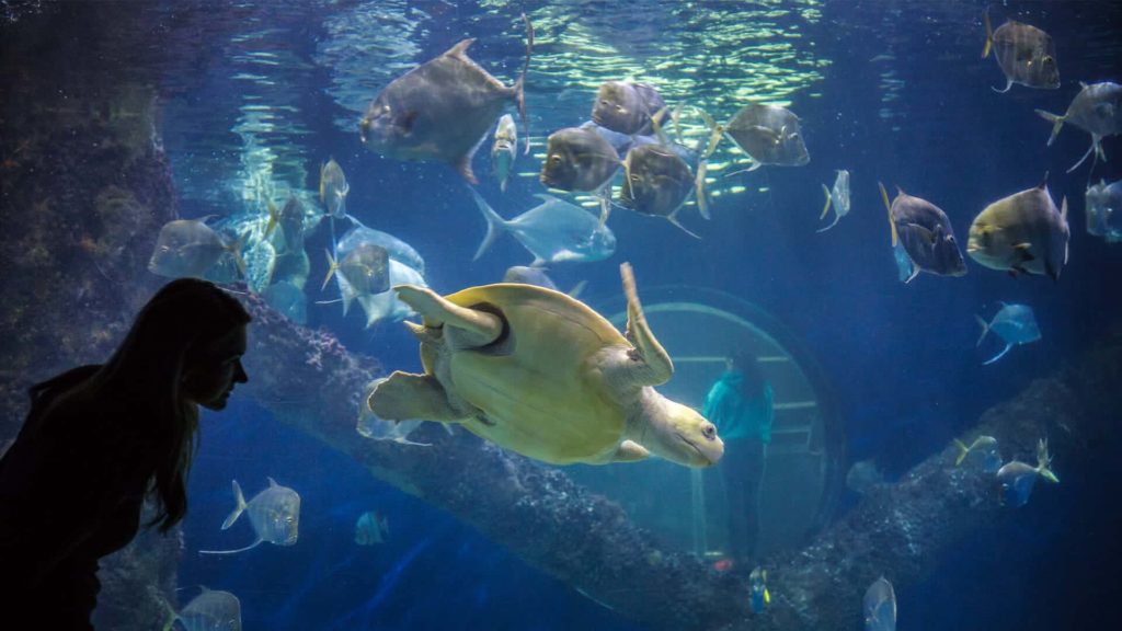 Reef HQ Aquarium Curatorial Internship For International Students In
