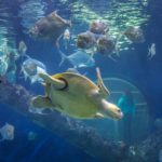 Reef HQ Aquarium Curatorial Internship For International Students In Australia