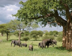 SUZA EnSuZa 1 PhD Fellowship Within Applied Entomology, Zanzibar In Tanzania